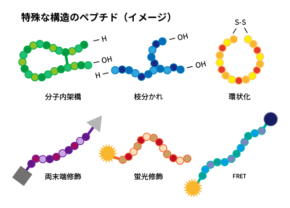特殊な構造のペプチド(イメージ)